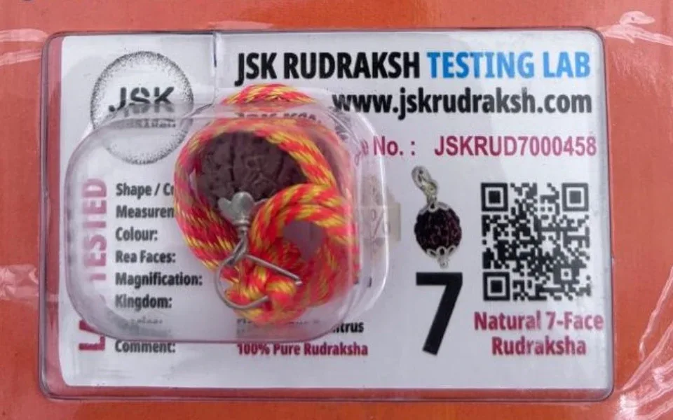 07 Mukhi Rudraksha