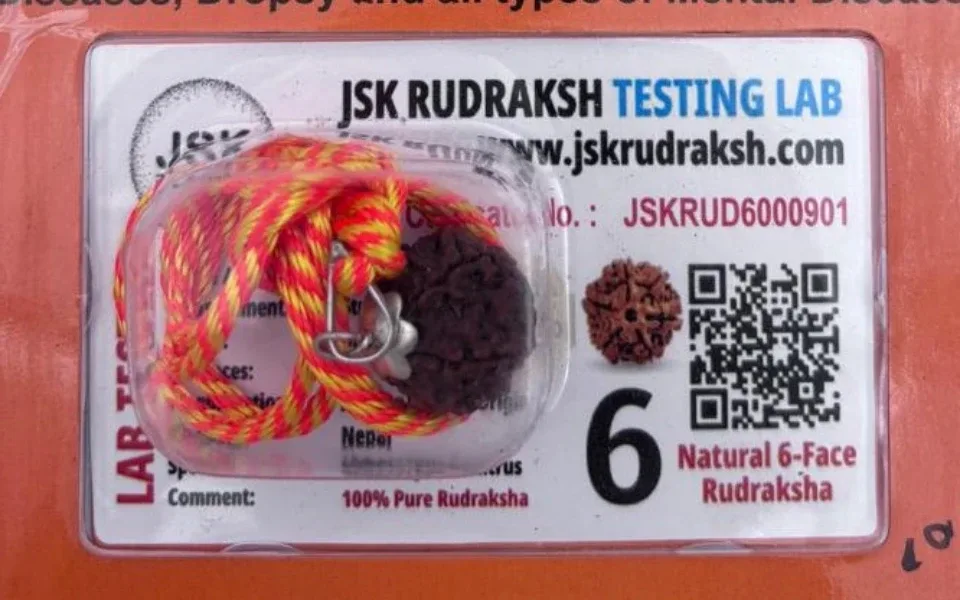 6 Mukhi Rudraksha